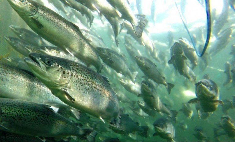 Empresas salmoneras deberán hacerse responsables de escape de salmones | Congreso aprueba nuevas normas de transparencia