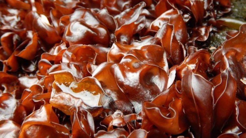 “Algas marinas antárticas” reúne 33 fotografías de especies localizadas en la isla Rey Jorge en la península Antártica.