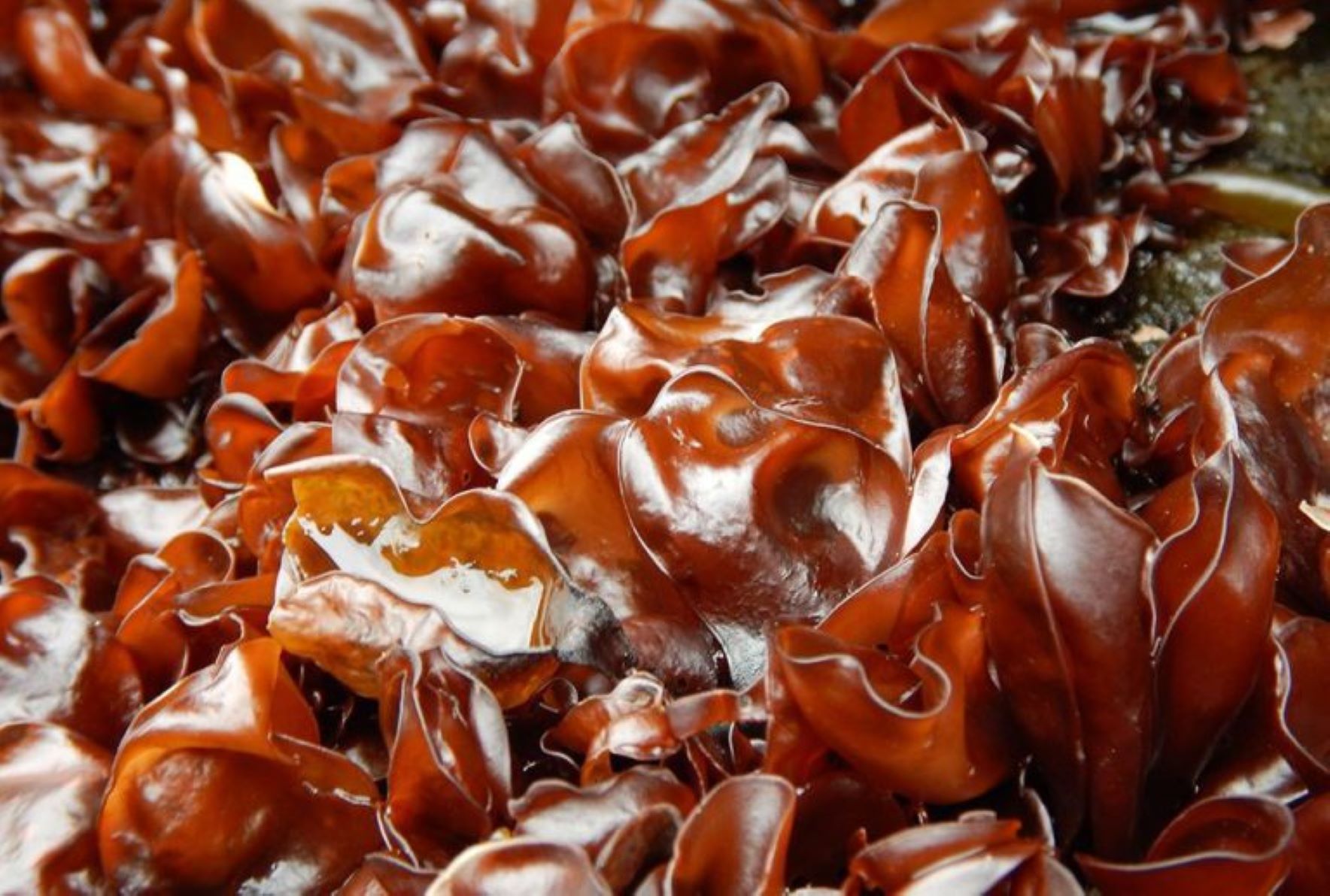 “Algas marinas antárticas” reúne 33 fotografías de especies localizadas en la isla Rey Jorge en la península Antártica.