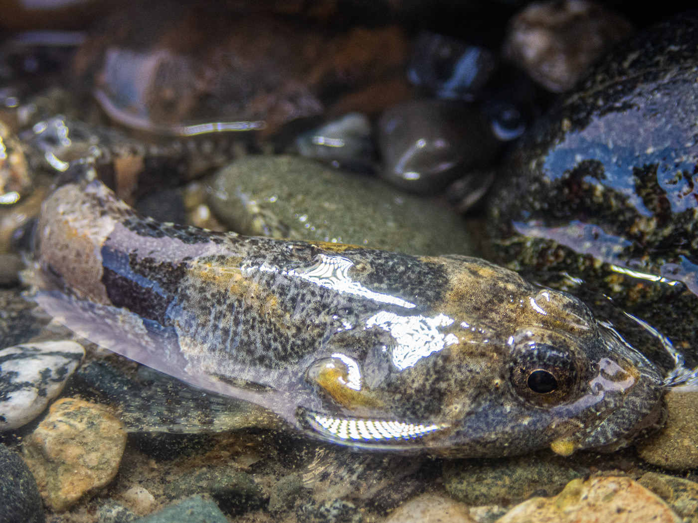 Cambio climático podría afectar sistema inmunológico de peces de la Patagonia y Antártica