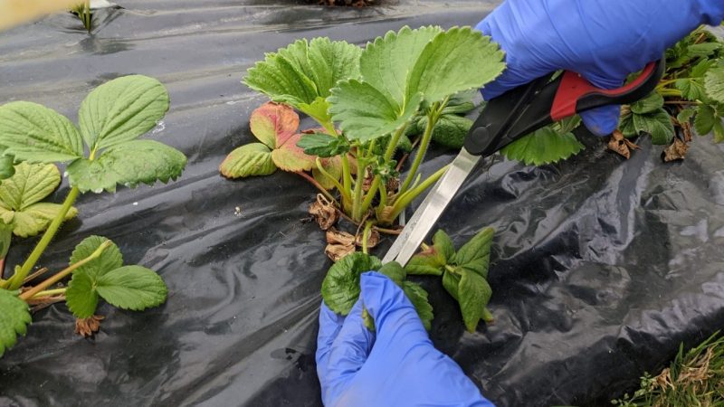 SEREMI de Agricultura: se confirma presencia del nematodo que afecta a las plantas de frutillas en la región