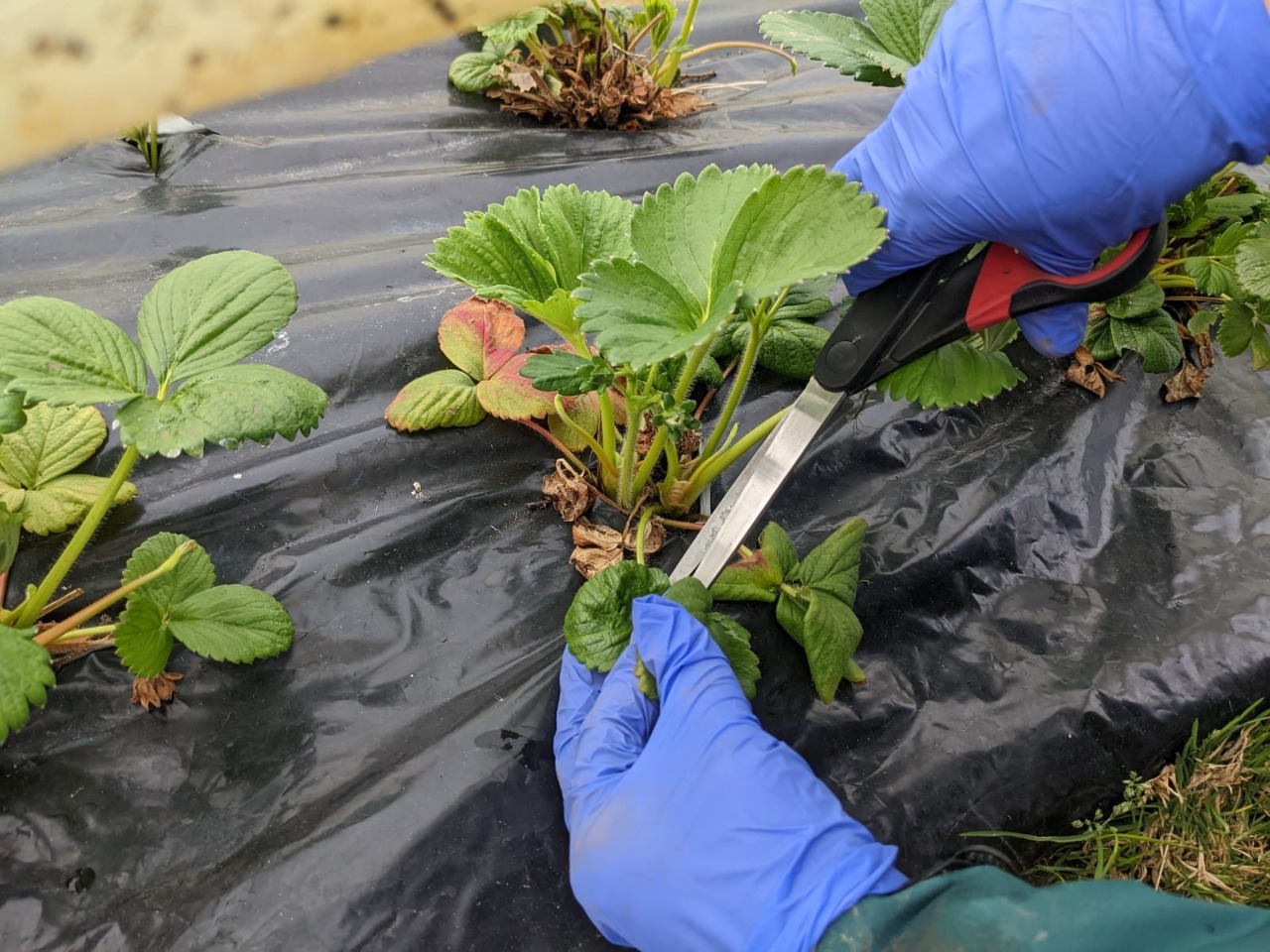 SEREMI de Agricultura: se confirma presencia del nematodo que afecta a las plantas de frutillas en la región