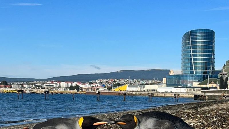 SERNAPESCA rescató 3 pingüinos Rey durante el fin de semana