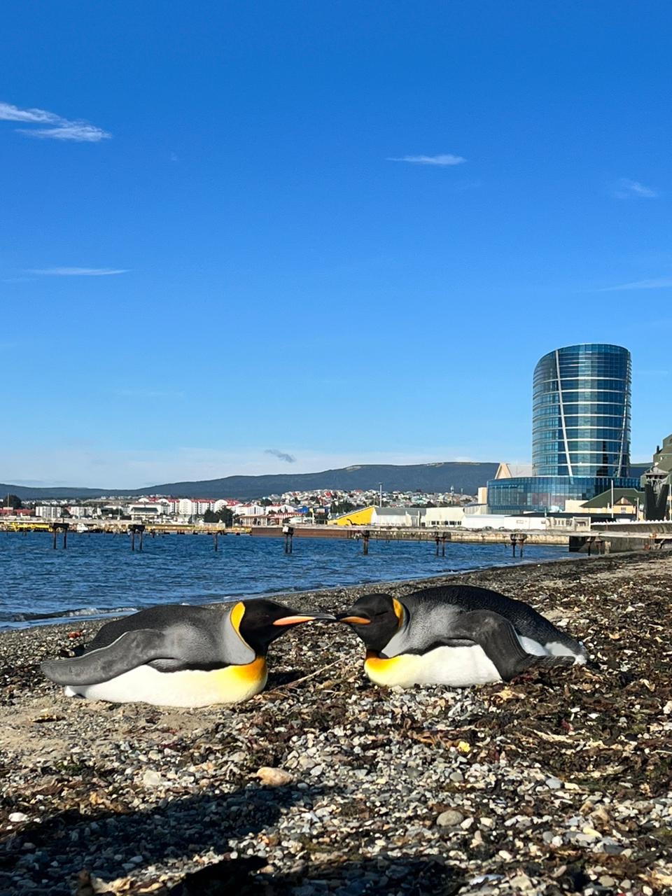 SERNAPESCA rescató 3 pingüinos Rey durante el fin de semana