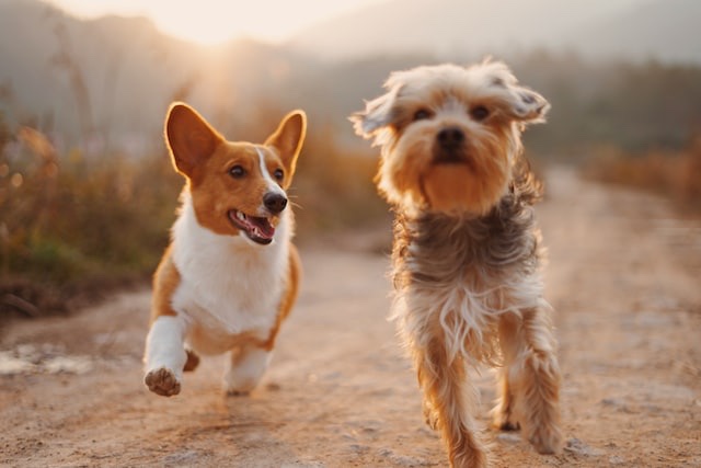 Cuáles son los mejores alimentos para perros y gatos