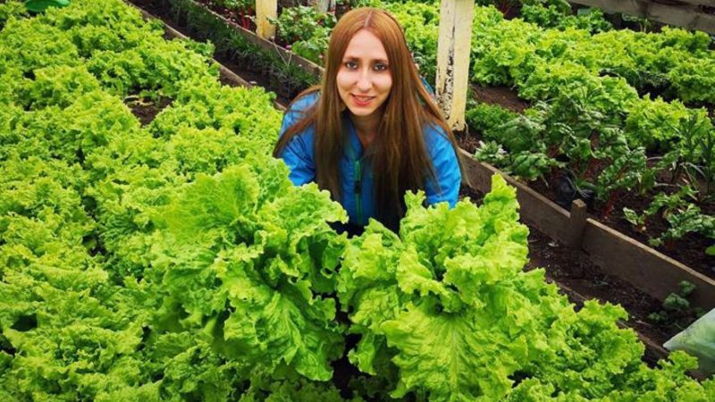Inédito: por primera vez los pequeños agricultores de Magallanes cuentan con varias ferias simultáneas para vender hortalizas frescas