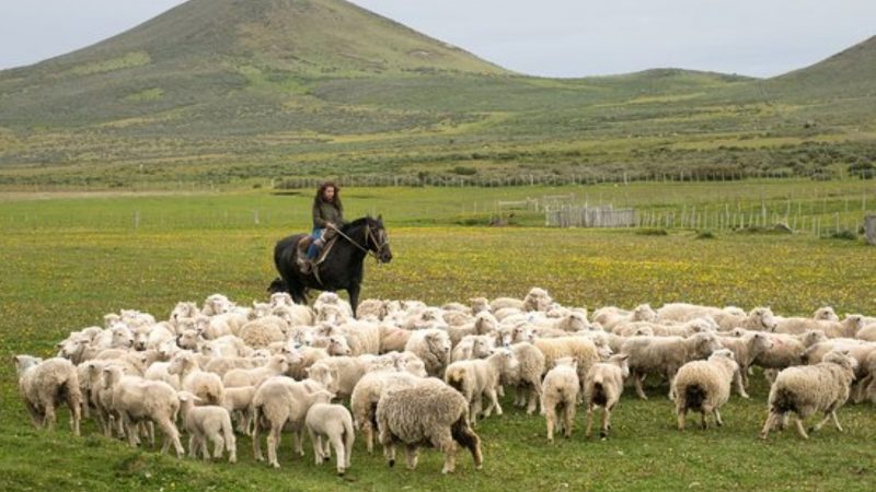 Declaración de Existencia Animal podrá presentarse hasta el 30 de noviembre, informa al Servicio Agrícola y Ganadero SAG