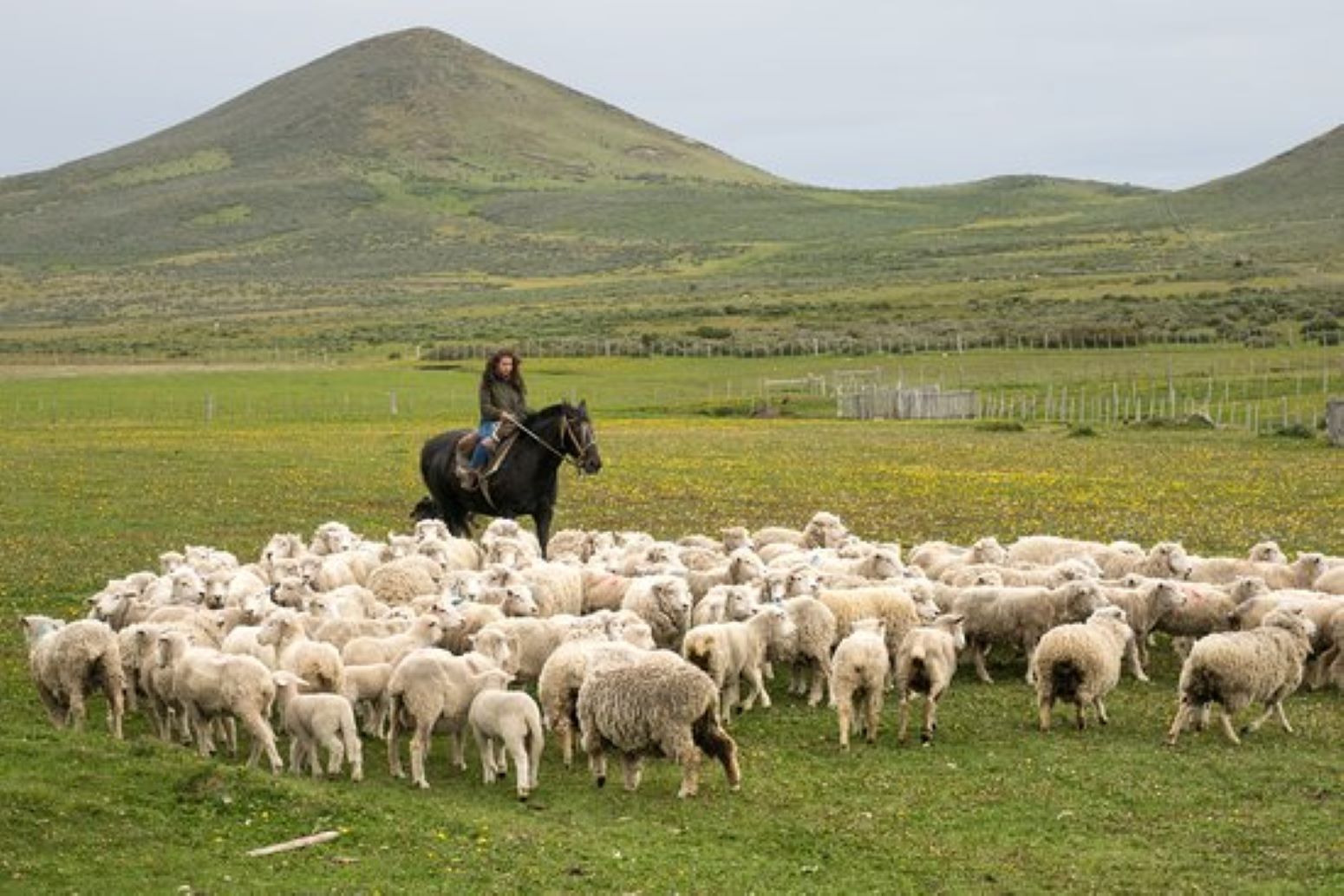 Declaración de Existencia Animal podrá presentarse hasta el 30 de noviembre, informa al Servicio Agrícola y Ganadero SAG