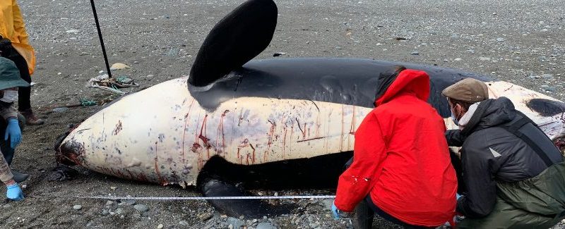 Sernapesca y científicos especialistas en fauna silvestre realizan necropsia de orca varada muerta en el estrecho de Magallanes