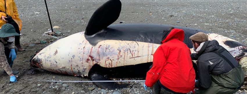 Sernapesca y científicos especialistas en fauna silvestre realizan necropsia de orca varada muerta en el estrecho de Magallanes