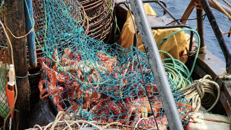 En operativo por inicio de veda de la centolla incautan 5 kilómetros de redes centolleras