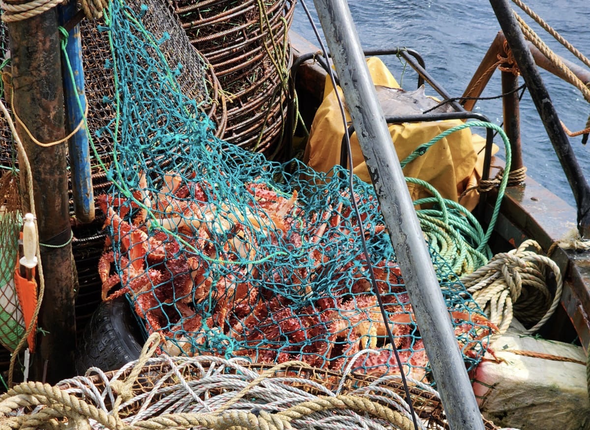 En operativo por inicio de veda de la centolla incautan 5 kilómetros de redes centolleras