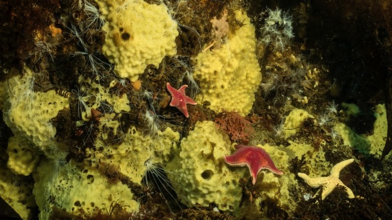 Estudian con nanotecnología las bacterias de especies antárticas y los efectos del cambio climático