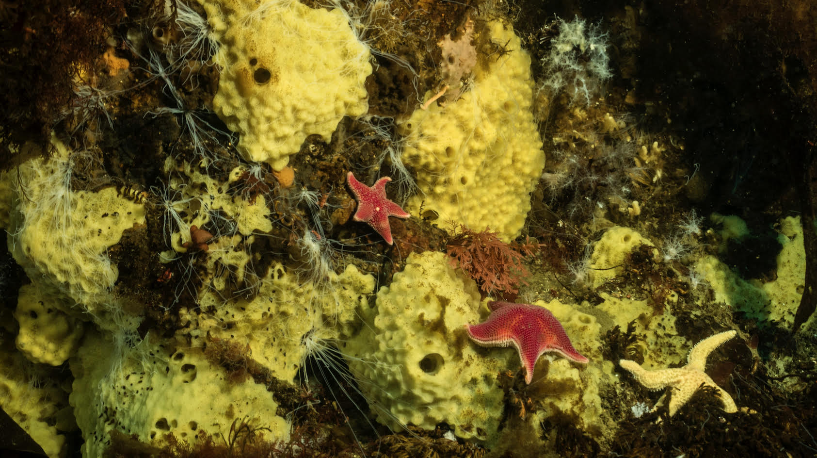 Estudian con nanotecnología las bacterias de especies antárticas y los efectos del cambio climático