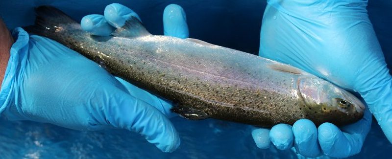 SERNAPESCA invita a empresas a sumarse programa voluntario para reducir el uso de antibióticos en la producción del salmón