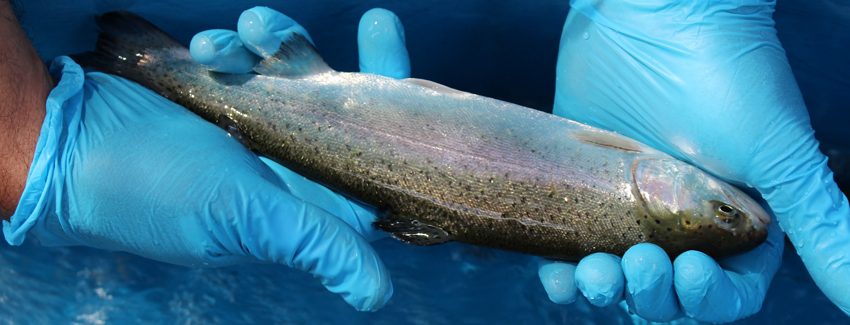 SERNAPESCA invita a empresas a sumarse programa voluntario para reducir el uso de antibióticos en la producción del salmón