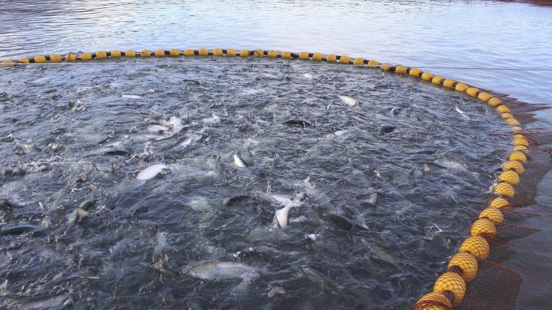 Senado despachó a ley proyecto que previene y sanciona el escape de salmones