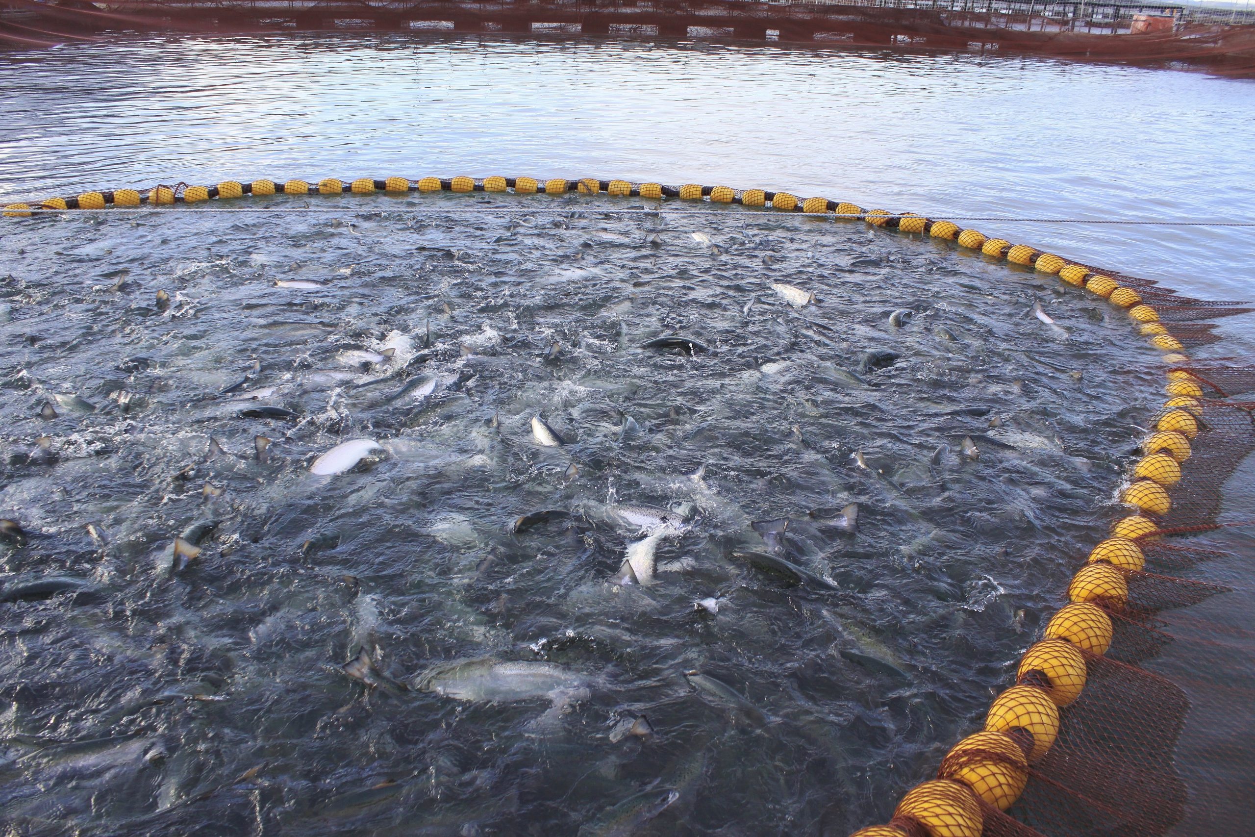 Senado despachó a ley proyecto que previene y sanciona el escape de salmones