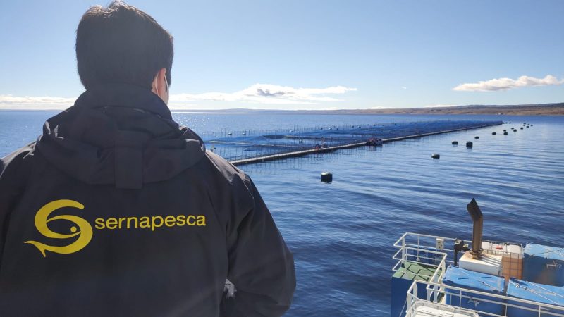 Magallanes: Durante el 2022 Sernapesca presentó 42 denuncias por incumplimientos de la industria acuícola