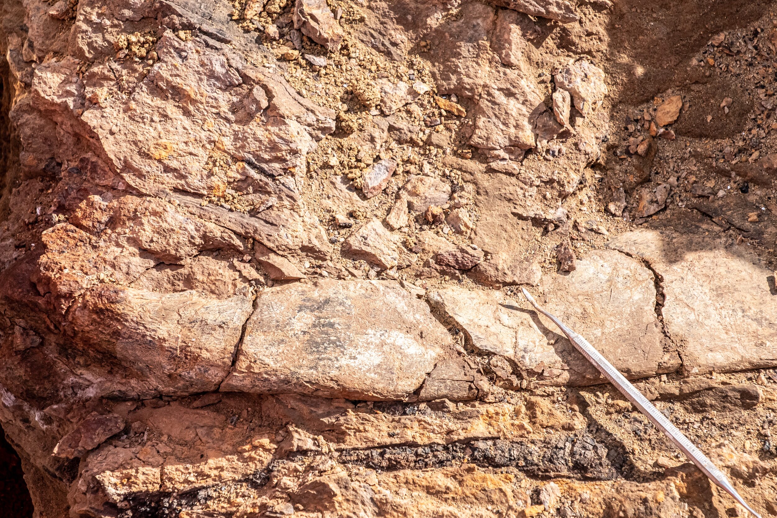 Megarraptores habrían dominado comunidad de dinosaurios carnívoros que habitaron la Patagonia Chilena hace más de 70 millones de años