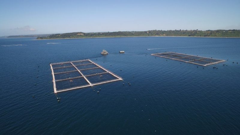 Salmonicultura en Reserva Nacional Kawésqar: Tribunal Ambiental anuló RCA de dos centros de cultivo de salmones de la empresa Nova Austral en Magallanes