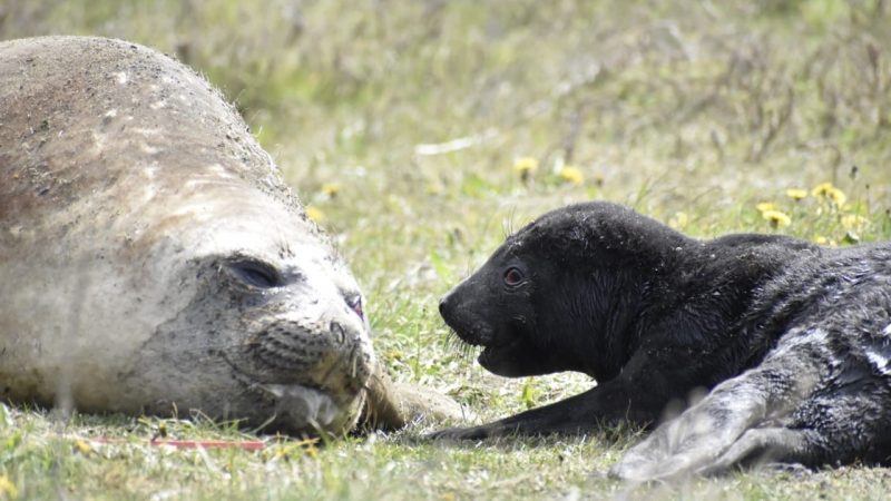 Magallanes: Sernapesca invita a la comunidad a observar a la fauna marina con respeto