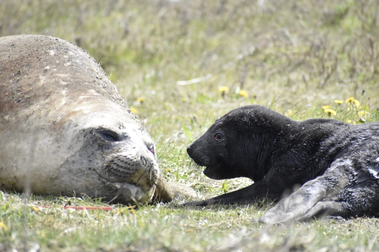 Magallanes: Sernapesca invita a la comunidad a observar a la fauna marina con respeto