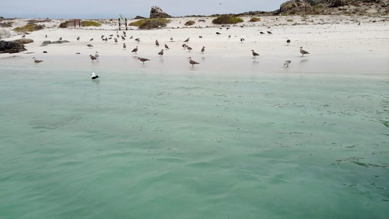 Proyecto Dominga: Servicio de Evaluación Ambiental confirmó Comité de Ministros para hoy 18 de enero