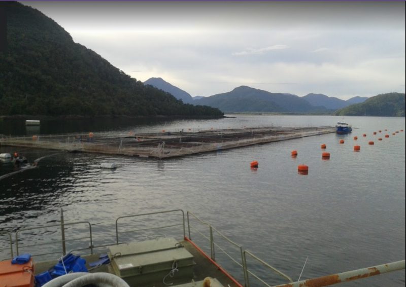 Superintendencia del Medio Ambiente inicia procesos sancionatorios contra dos salmoneras por sobreproducción en Aysén y Magallanes