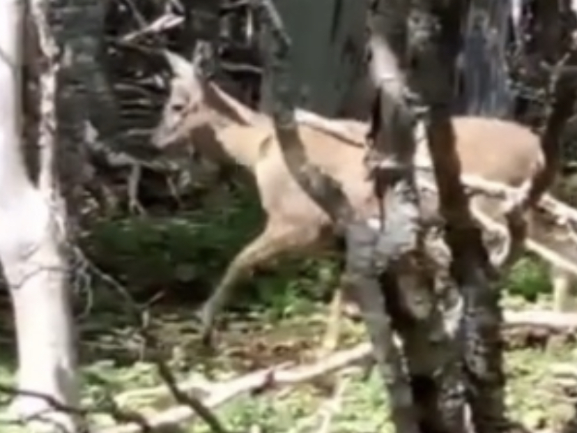Impresionante registro de huemul en la Reserva Nacional Magallanes 