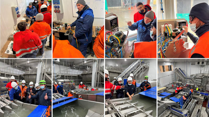 El eviscerado automatizado de salmón se comienza a realizar en Puerto Natales