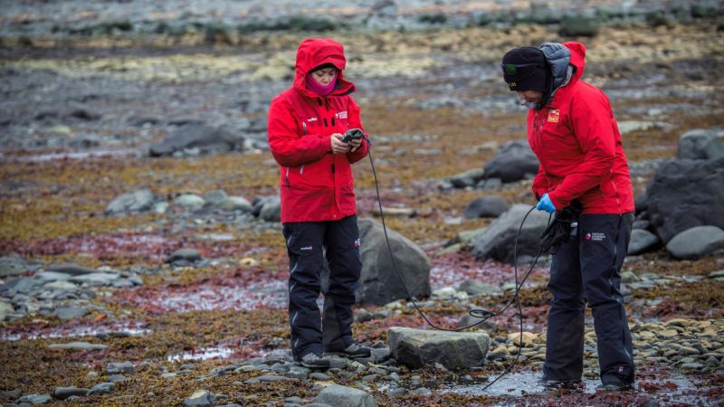 Estudian el impacto de la acidificación y calentamiento del océano Austral en algas de la Antártica