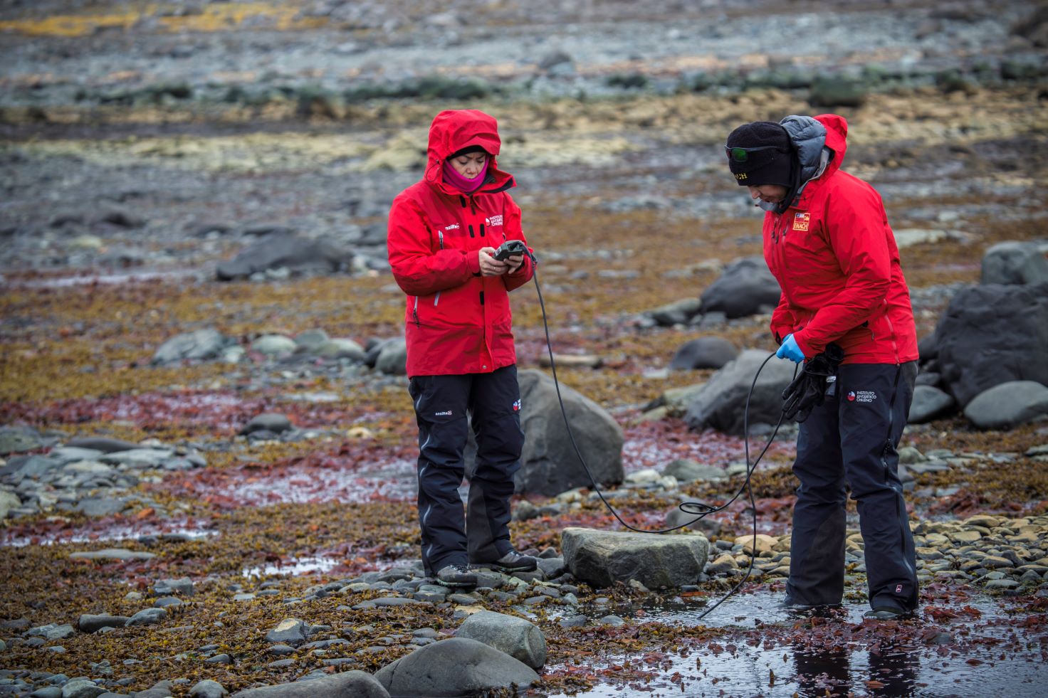 Estudian el impacto de la acidificación y calentamiento del océano Austral en algas de la Antártica