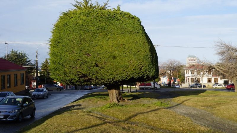 Intentaron incendiar árbol símbolo de la campaña de Gabriel Boric en el centro de Punta Arenas