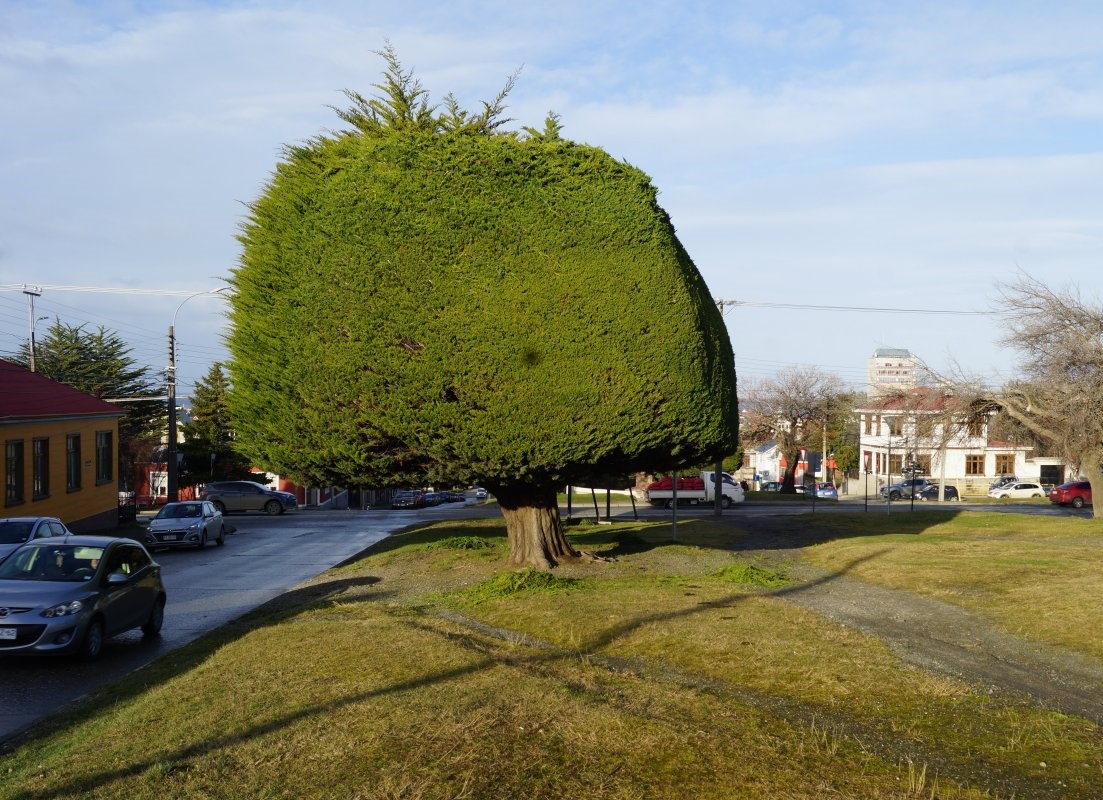 Intentaron incendiar árbol símbolo de la campaña de Gabriel Boric en el centro de Punta Arenas