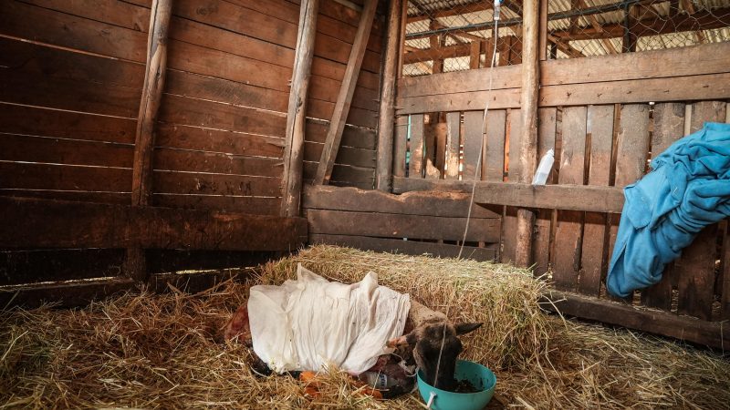 Colmevet: más de 2.600 animales han sido atendidos por los incendios en el sur del país