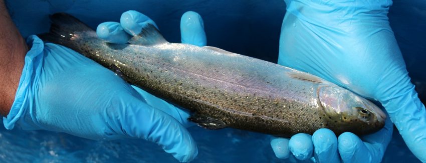 SERNAPESCA declara “Centro en Brote” y mandata la cosecha total del centro positivo a ISAv en la región de Magallanes