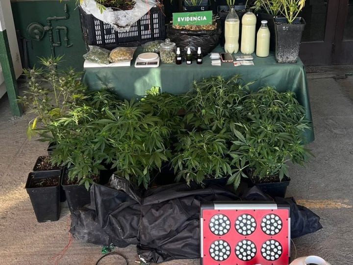 Carabineros detuvo a mujer por tráfico y cultivo de marihuana en Puerto Natales