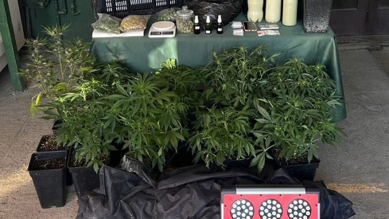 Carabineros detuvo a mujer por tráfico y cultivo de marihuana en Puerto Natales