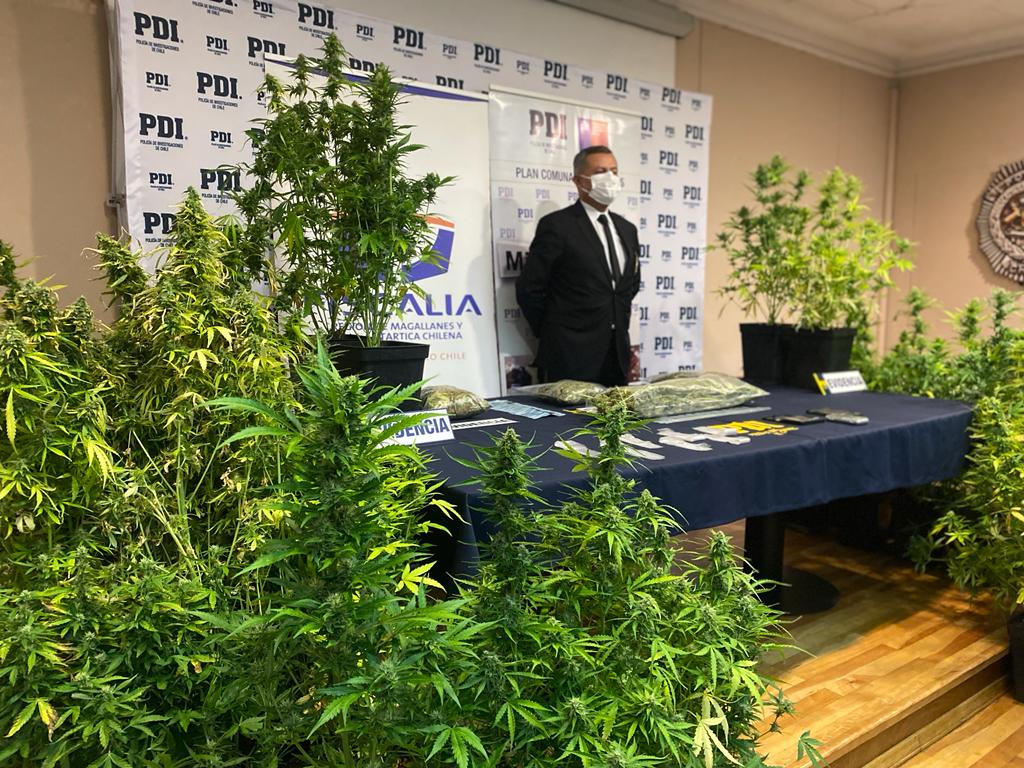 Equipo MT-0 de la PDI detuvo a dos personas  por los delitos de microtráfico de drogas y cultivo de Cannabis en Punta Arenas
