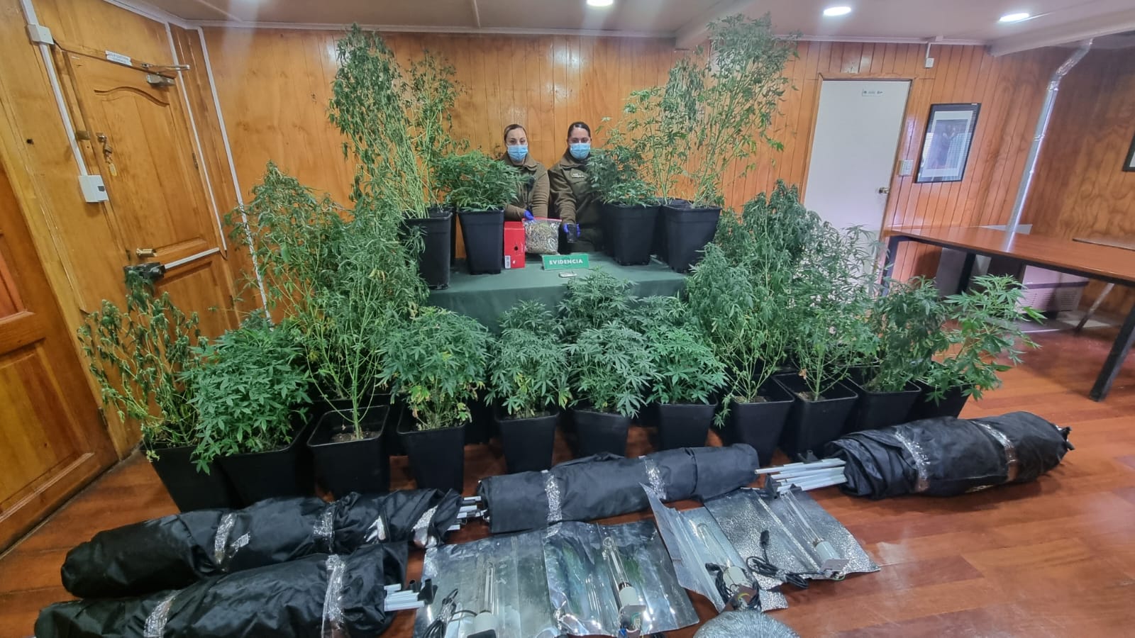 Denuncia anónima permitió a Carabineros detener a sujeto por cultivo y tráfico de marihuana