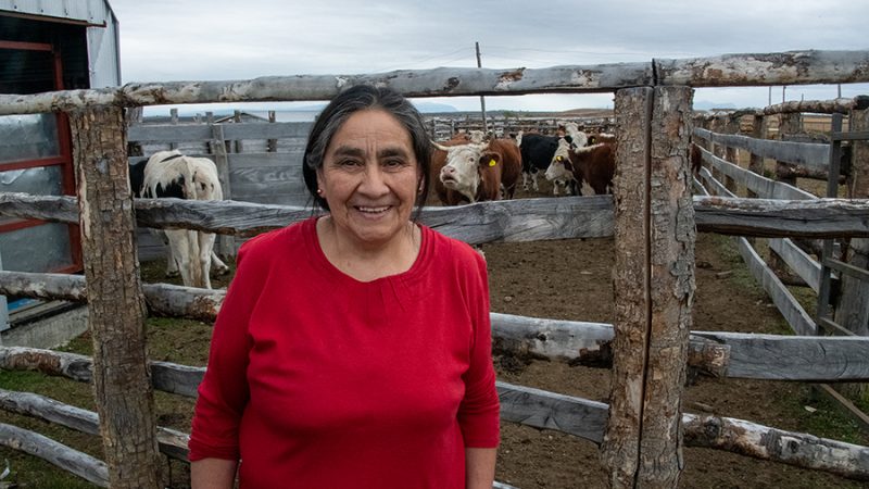 María Isabel Cárcamo Gallardo ganadera de Puerto Natales | “En los inviernos malos siempre perdía vacas, hoy recupero todo el capital”  