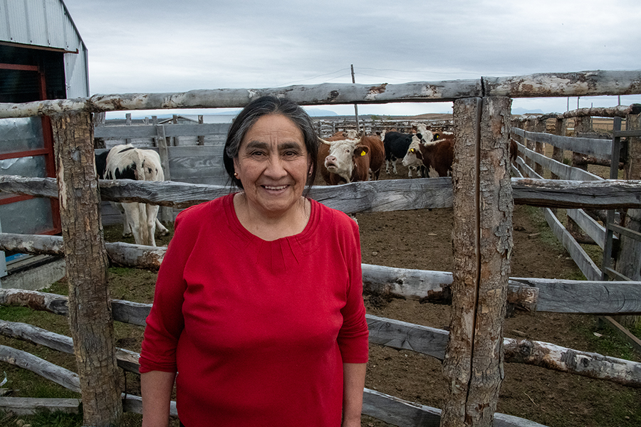 María Isabel Cárcamo Gallardo ganadera de Puerto Natales | “En los inviernos malos siempre perdía vacas, hoy recupero todo el capital”  