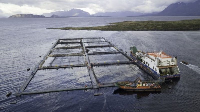 Greenpeace denuncia a Nova Austral por mortalidad masiva de salmones y matanza de lobos marinos en Magallanes