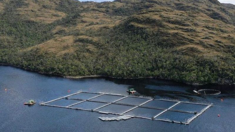 Tercer Tribunal Ambiental acogió parcialmente reclamación contra centro de cultivo de salmones de Nova Austral en la Reserva Nacional Kawésqar