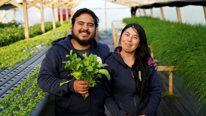 Con tres nuevos invernaderos, pareja natalina apuesta por cultivos hidropónicos | Venden hortalizas principalmente a pizzerías, hoteles, negocios de barrio y confían expandirse a Punta Arenas en la próxima temporada agrícola