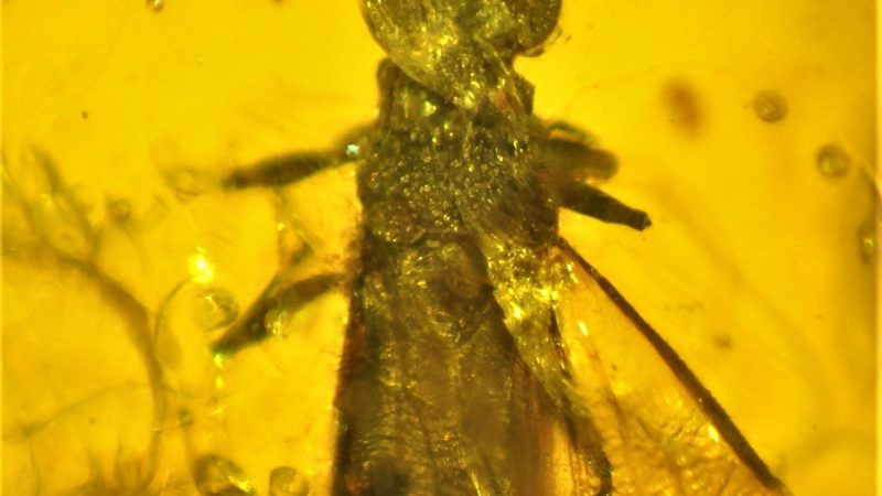Entomólogo chileno descubrió el chinche de ojos grandes más antiguo del planeta