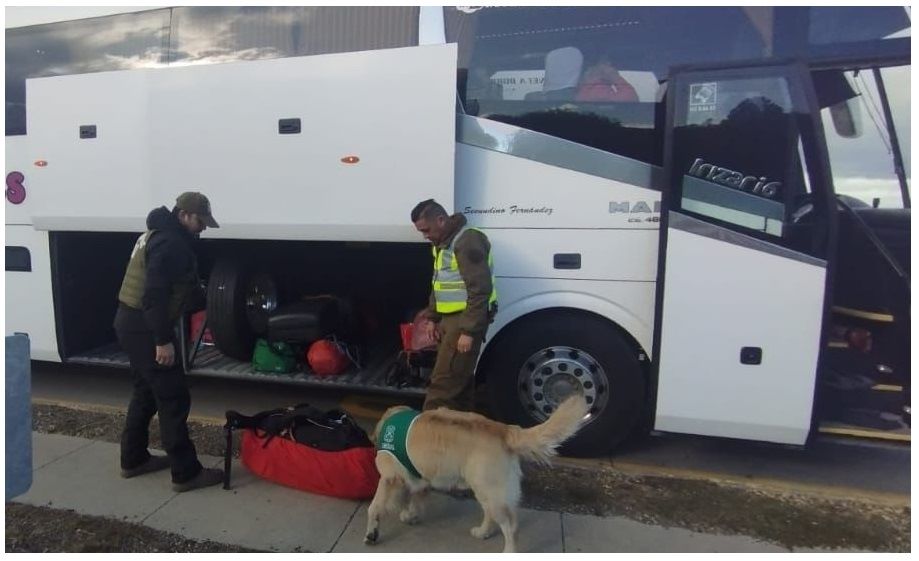 Can «Golfo» de la Sección OS7 de Carabineros detecta droga en bolso de pasajero de bus intercomunal entre Natales y Punta Arenas