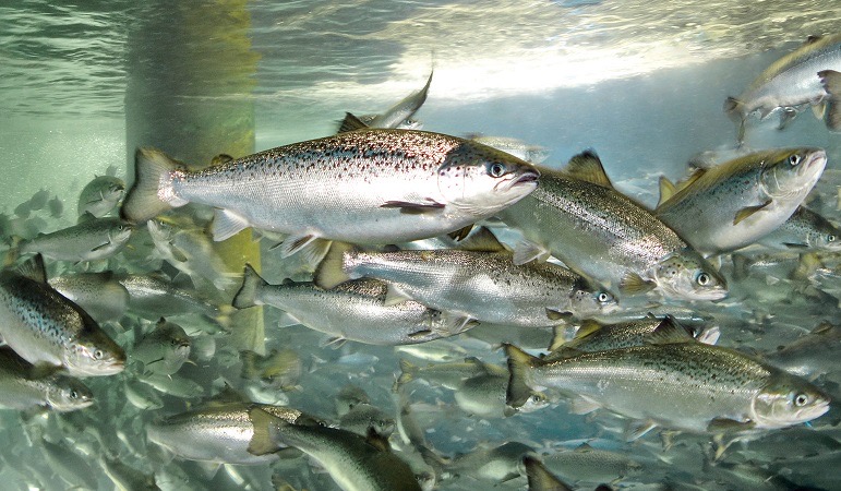 Sobreproducción salmonera genera gran preocupación y malestar 