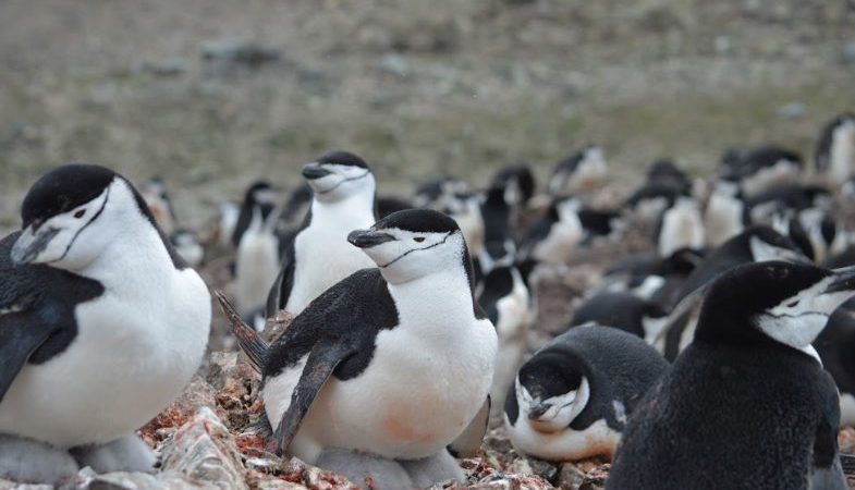 Según nuevo estudio liderado por investigadores del INACH | Los cambios ambientales y la falta de kril afectan la reproducción de los pingüinos barbijo